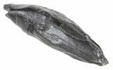 Fossil Whale Tooth - South Carolina #54164-3